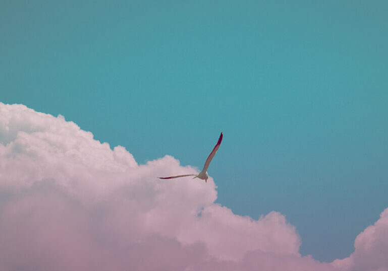 FreedomHeader